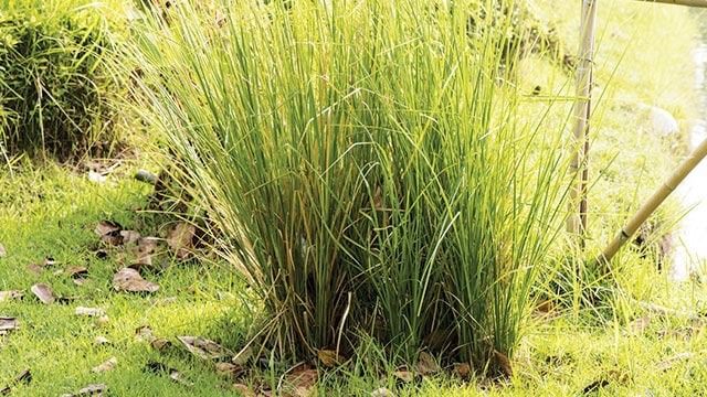 Warga Semin Turunkan Risiko Longsor dengan Budidaya Akar Wangi