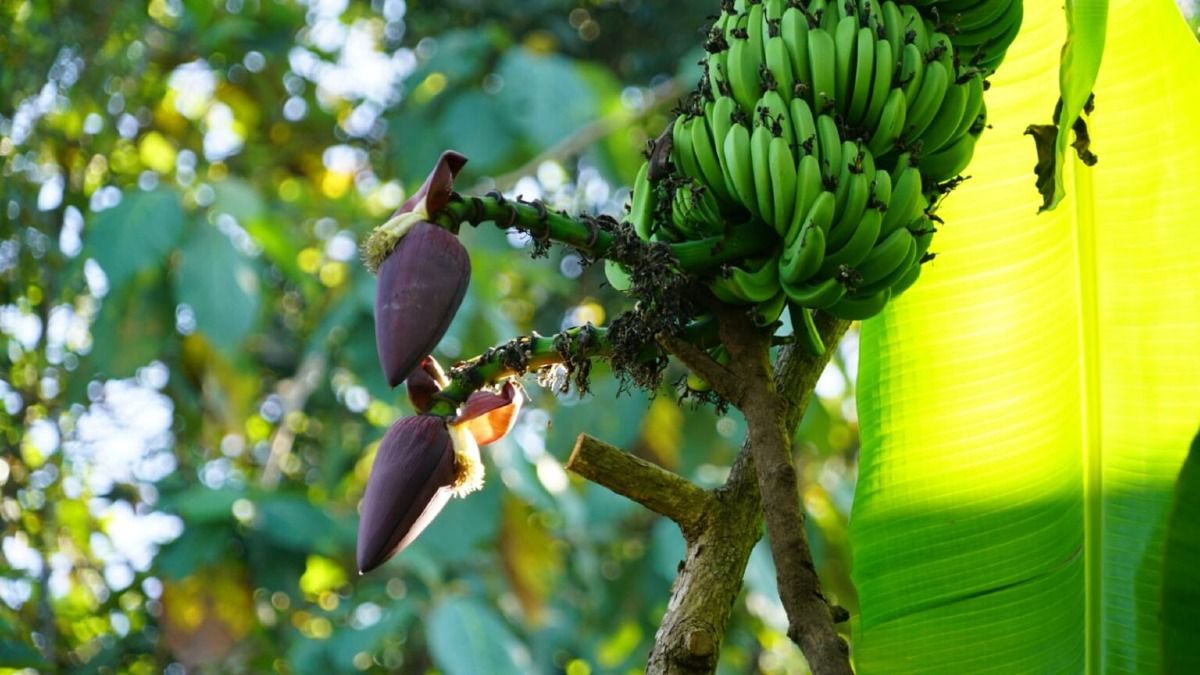 Pisang Mutasi Alami di Gunungkidul: Kebal Penyakit dan Berbuah Lebat Hingga 4 Tandan