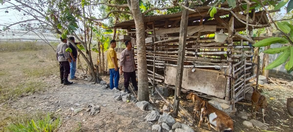 Dua Kambing Warga Kepek Dicuri, Polisi Temukan di Pasar Hewan Playen